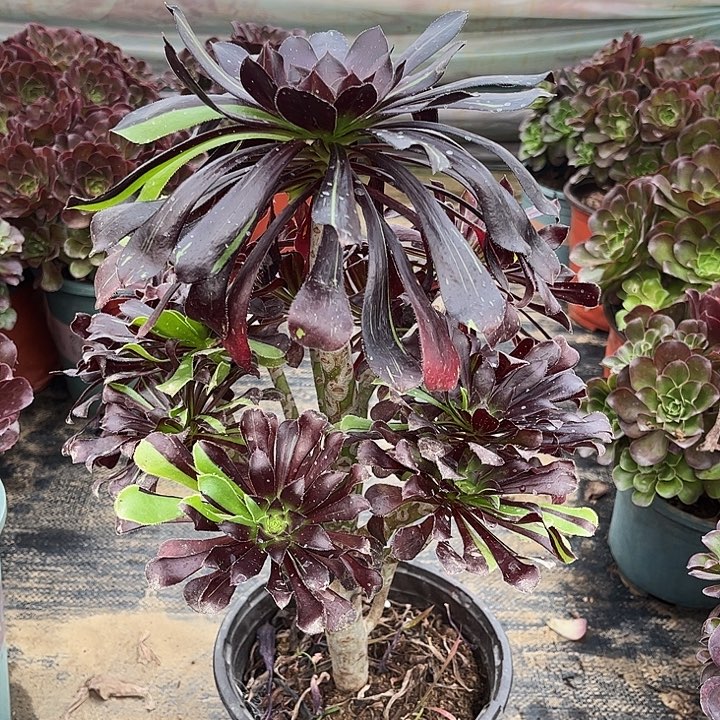 多肉植物水墨丹青23