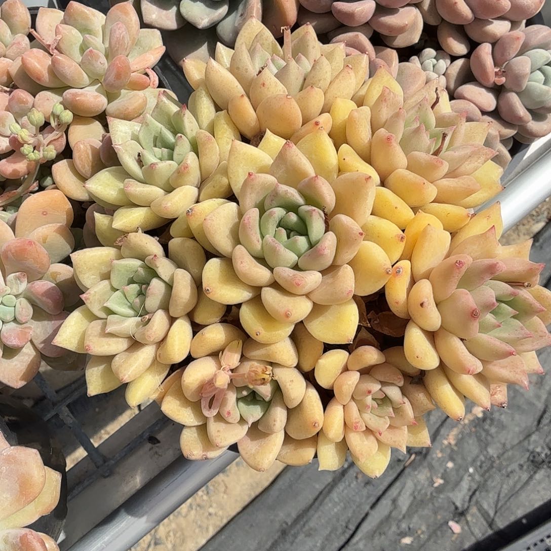 黄金璀璨多肉植物