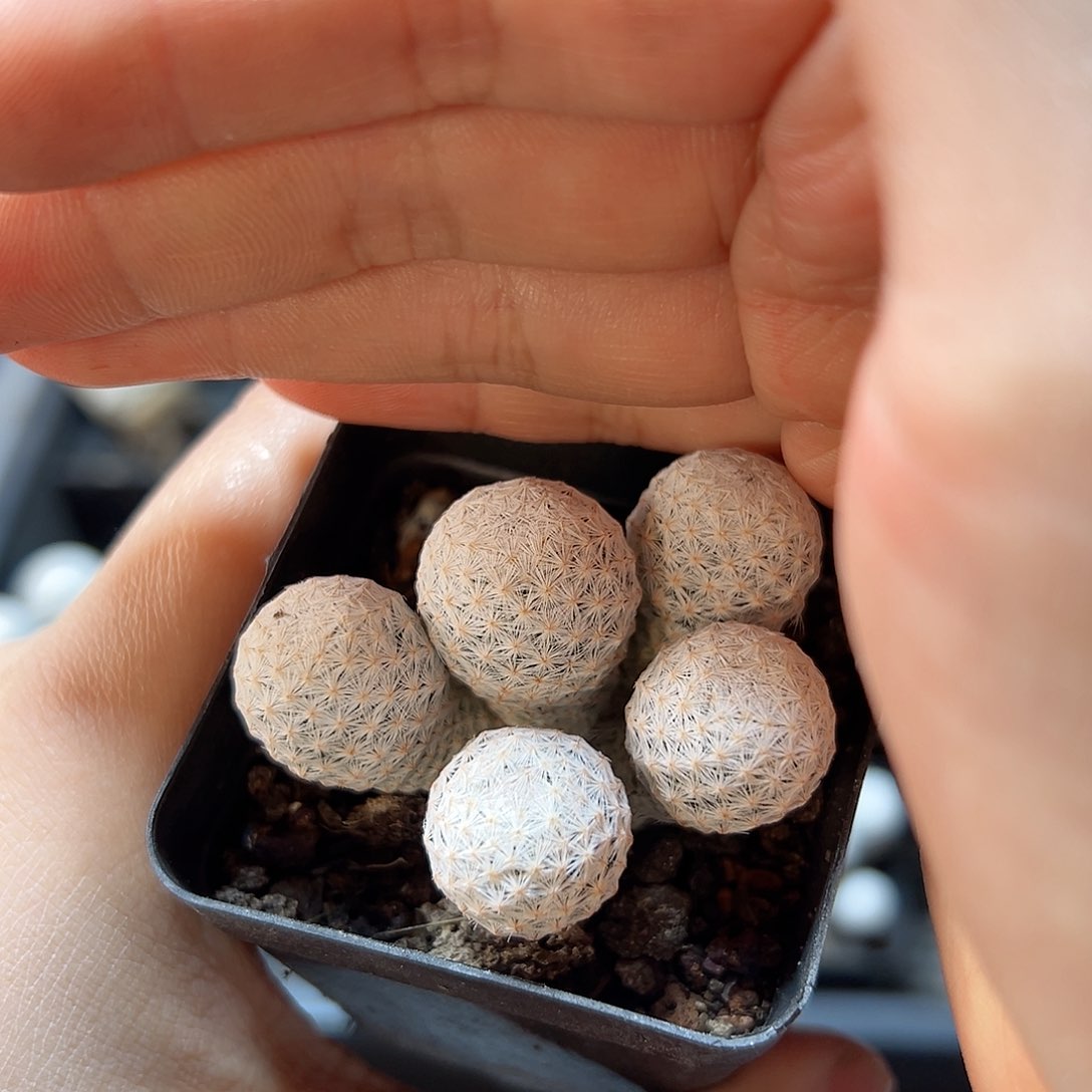 自根5头白鸟4.8公分