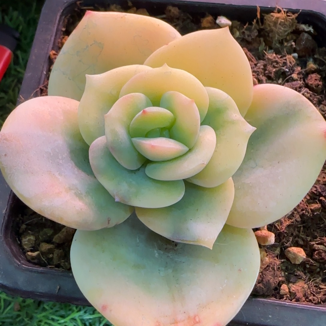 奶茶锦多肉植物的