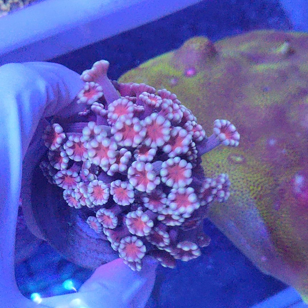 智海海洋珊瑚 不支持退货不包邮