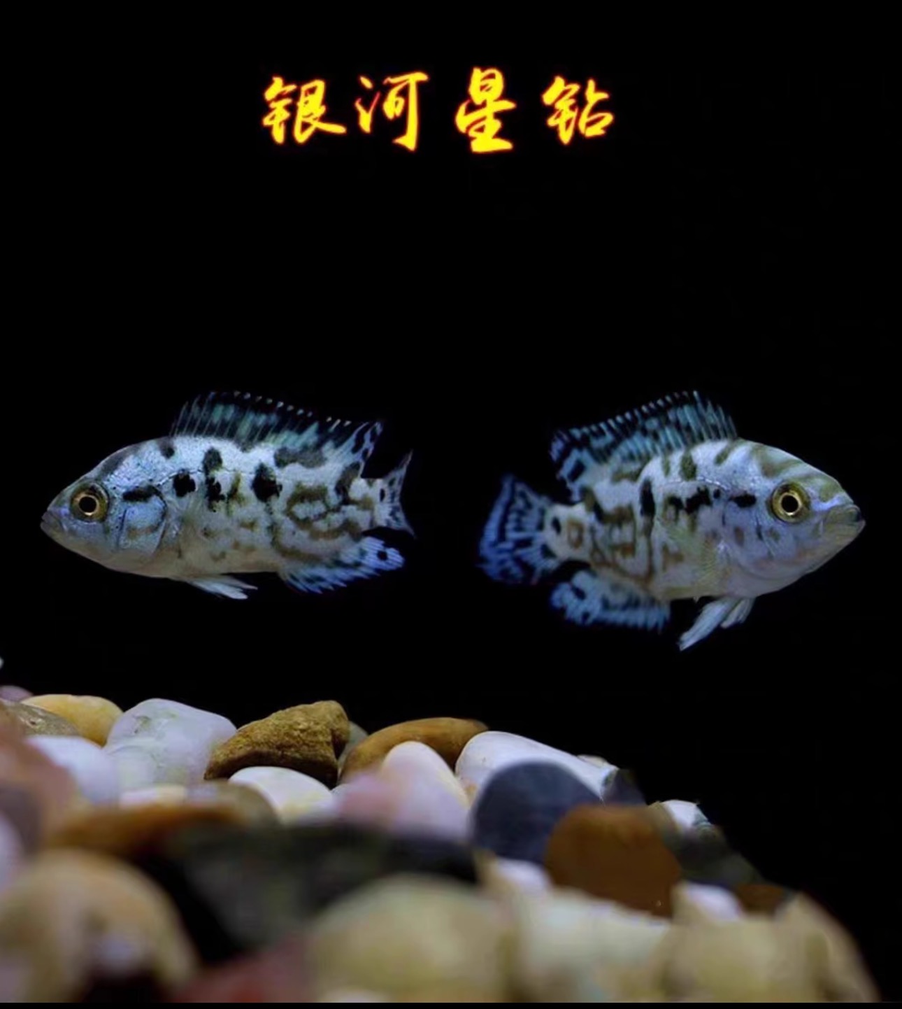 【老吴精选好物】南美银河星钻（三单发货）