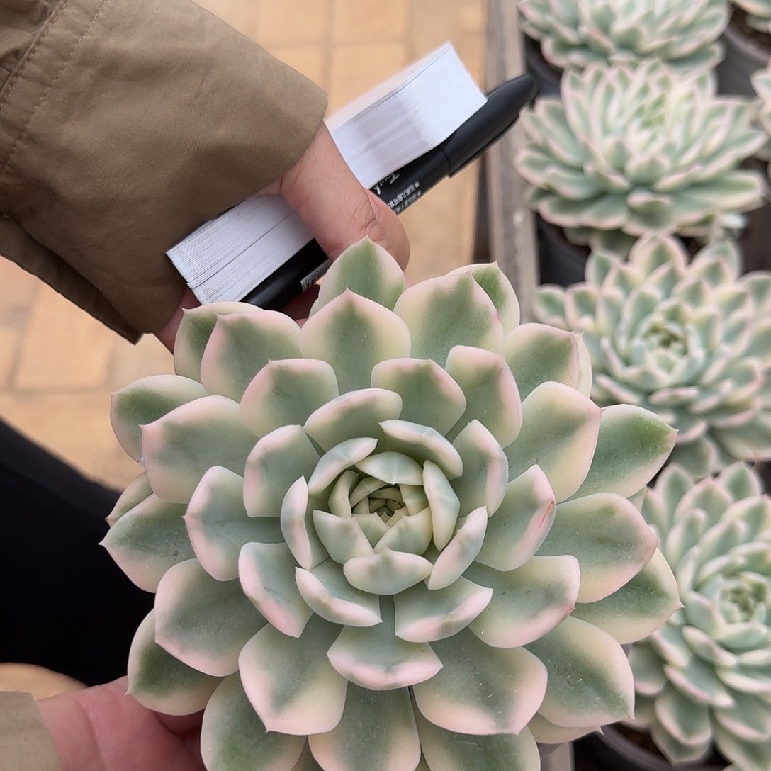 月亮仙子锦麦纳麦