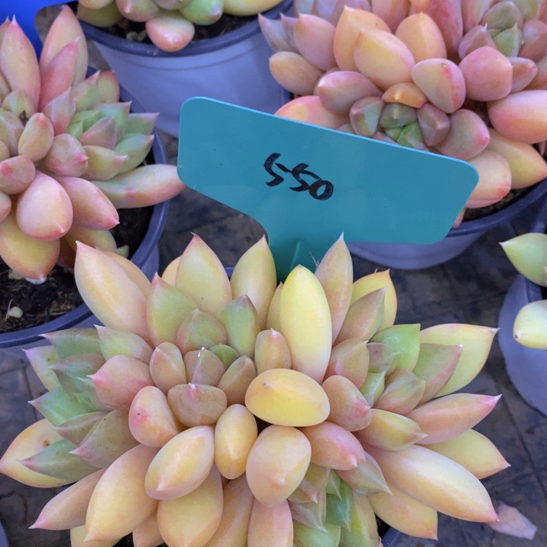 粉丝回馈专场，停播场