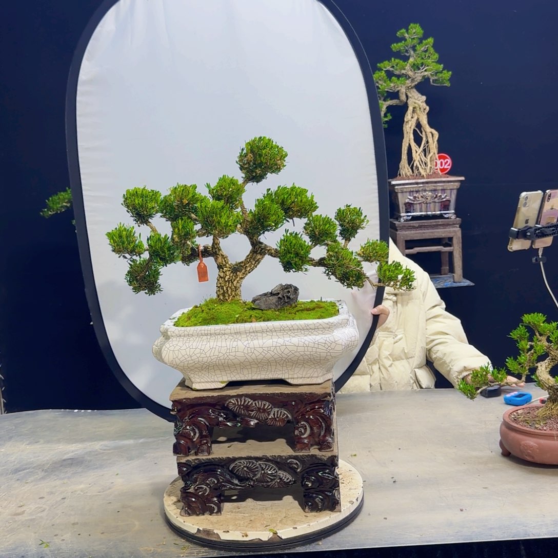 高端盆景艺术作品