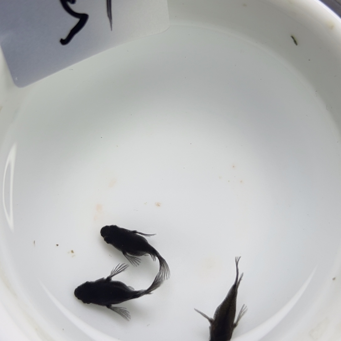 青鳉鱼51。        