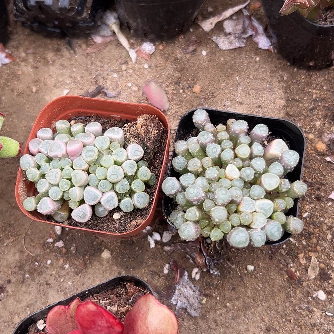 多肉植物两颗rou rou