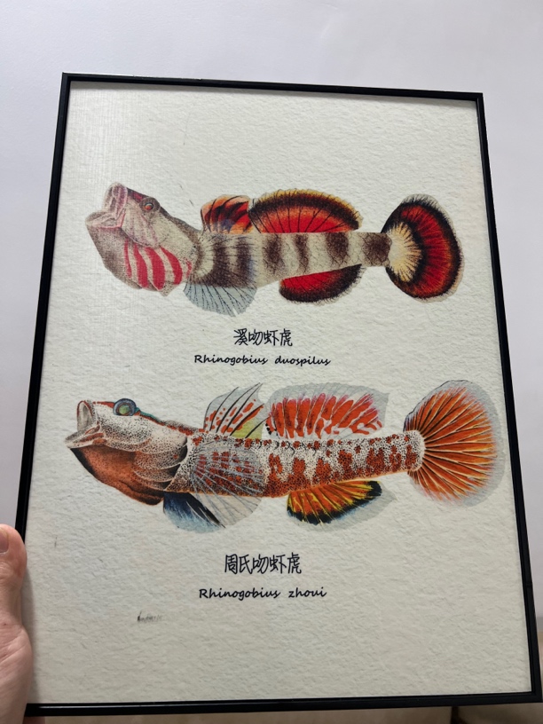 溪吻虾虎-周氏虾虎双拼装饰挂画，尺寸30x40