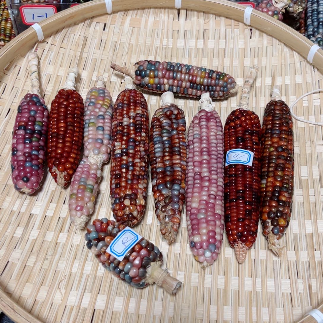 丁***丁直播间七彩文玩玉米链接