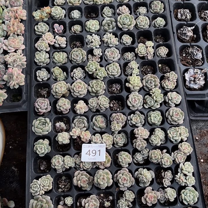 萌***记491 号到手1框江北多肉