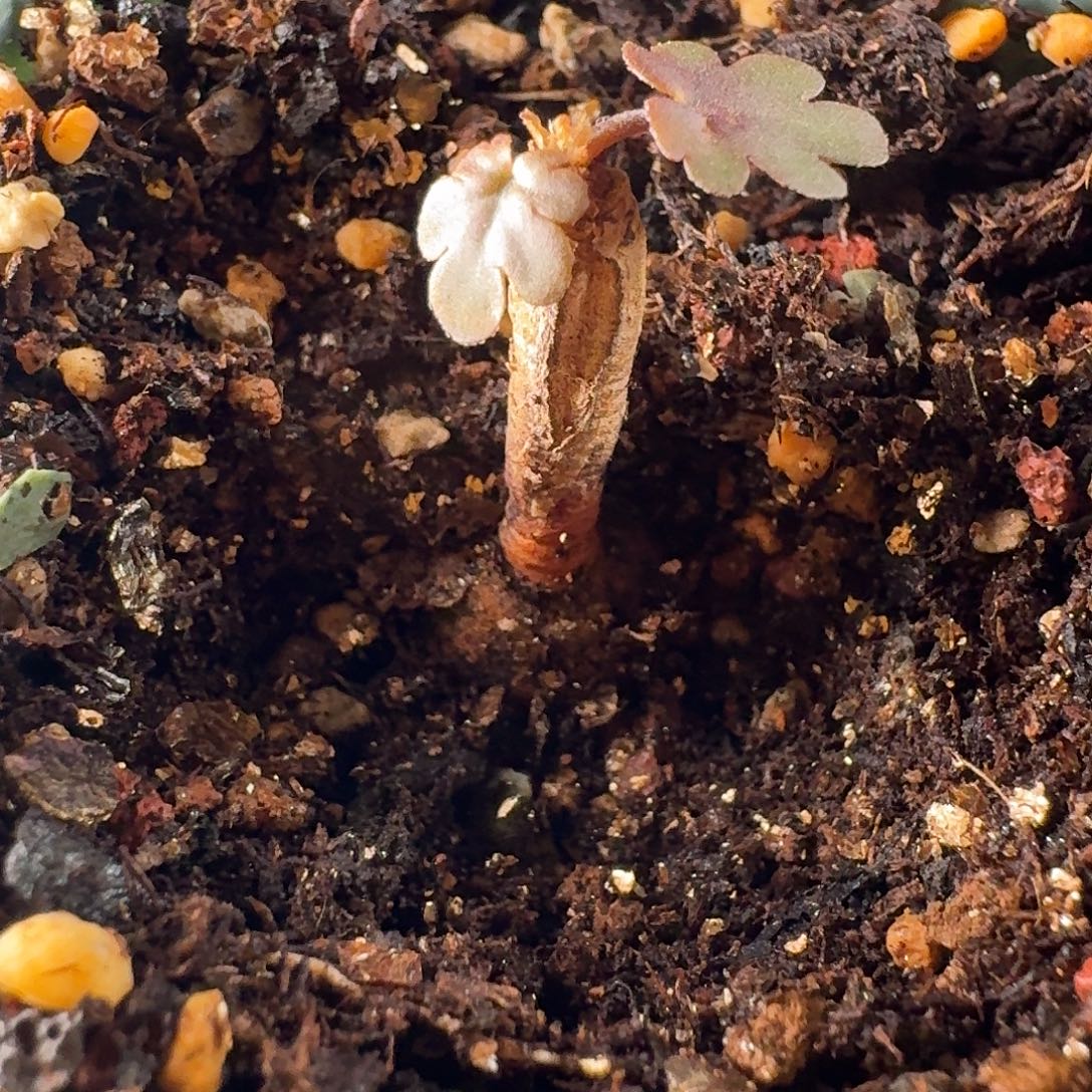 肾叶洋葵带6cm盆一个