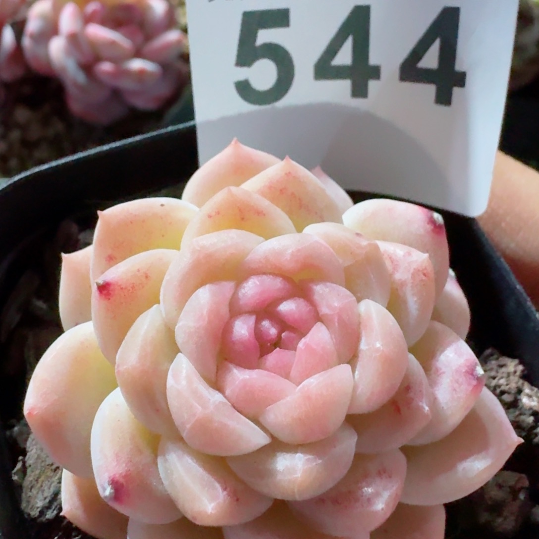 白桃         精品多肉