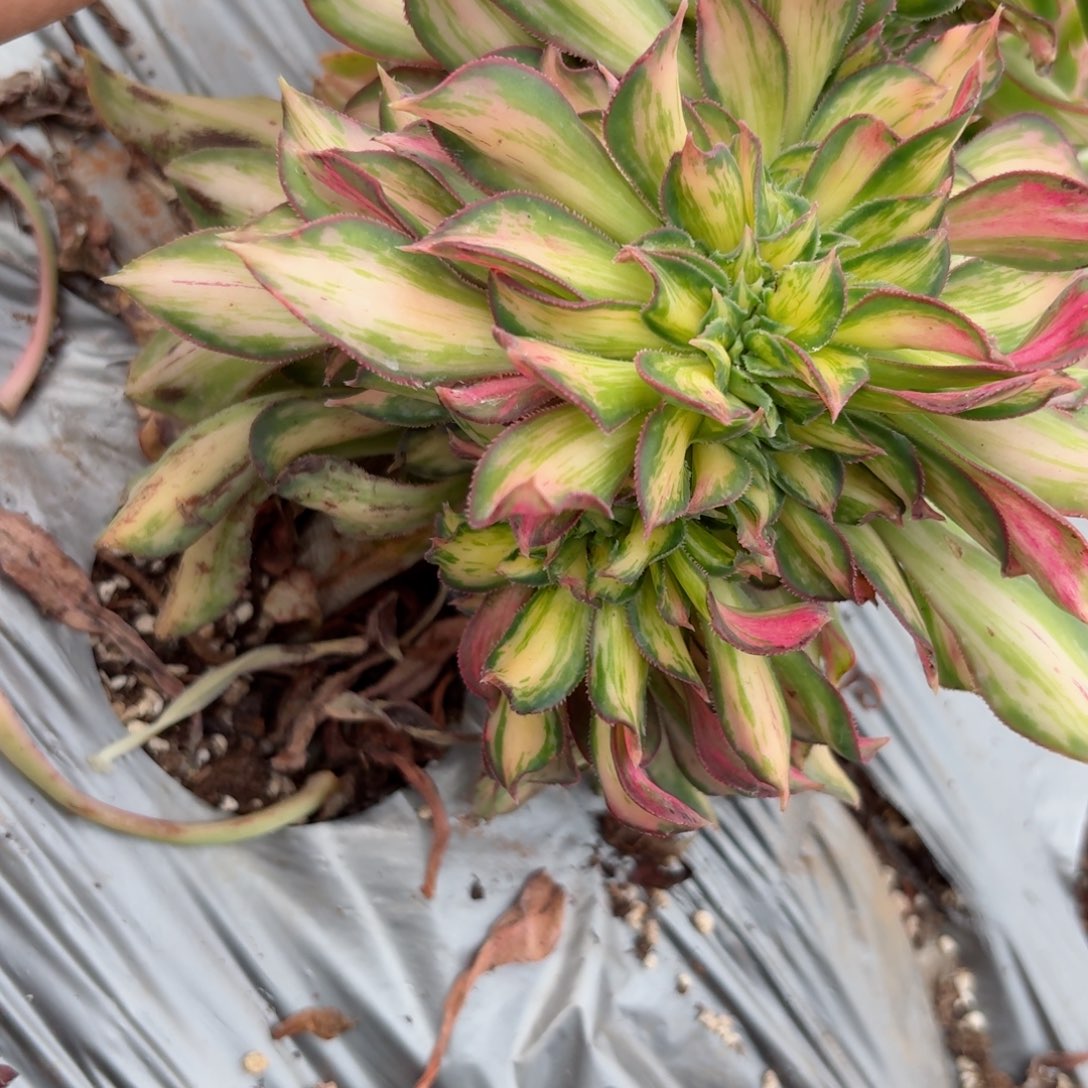 嗯8745 号多肉法师特价