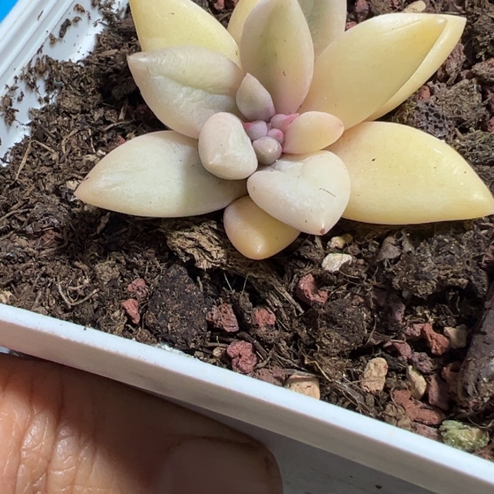 红蜻蜓锦砍头多肉植物375