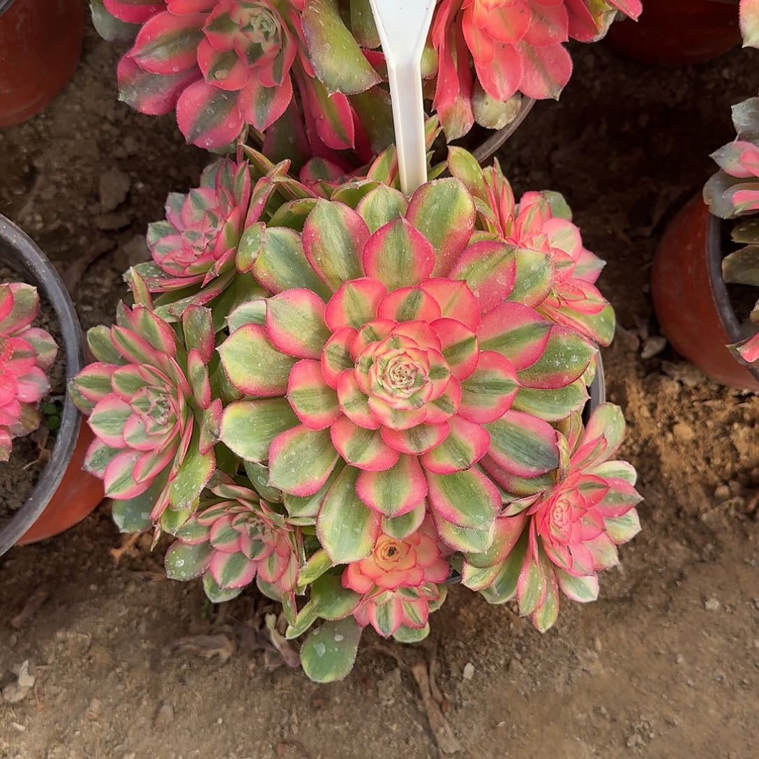 4145荔枝多肉法师多肉