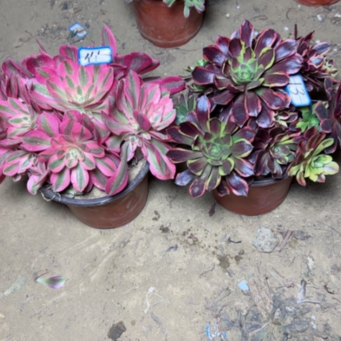 【闪购商品】多肉植物没跟13