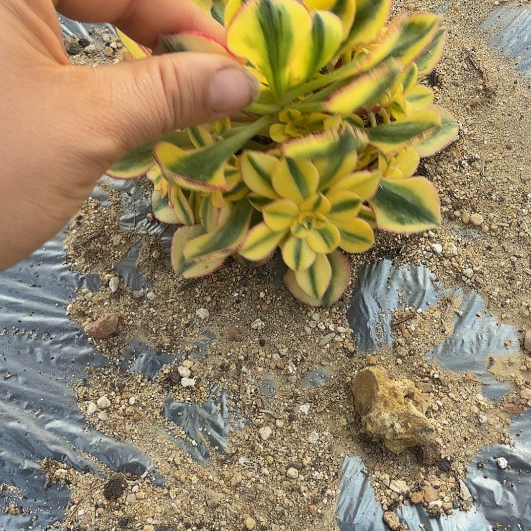 这***021加022两个太阳神。多肉植物