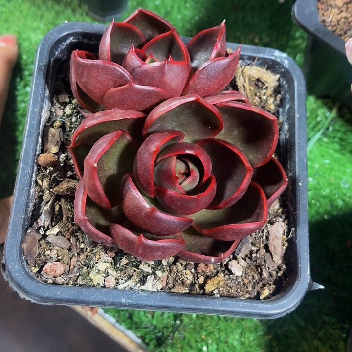 A****丽娟花卉红灯