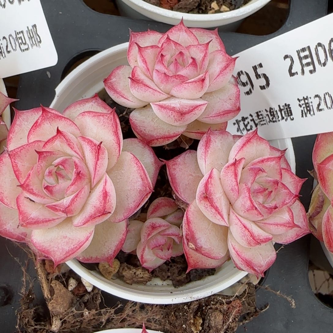 花语逸镜0206-595