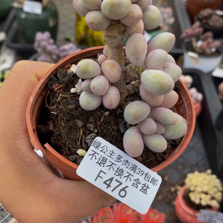 汤圆树476多肉植物