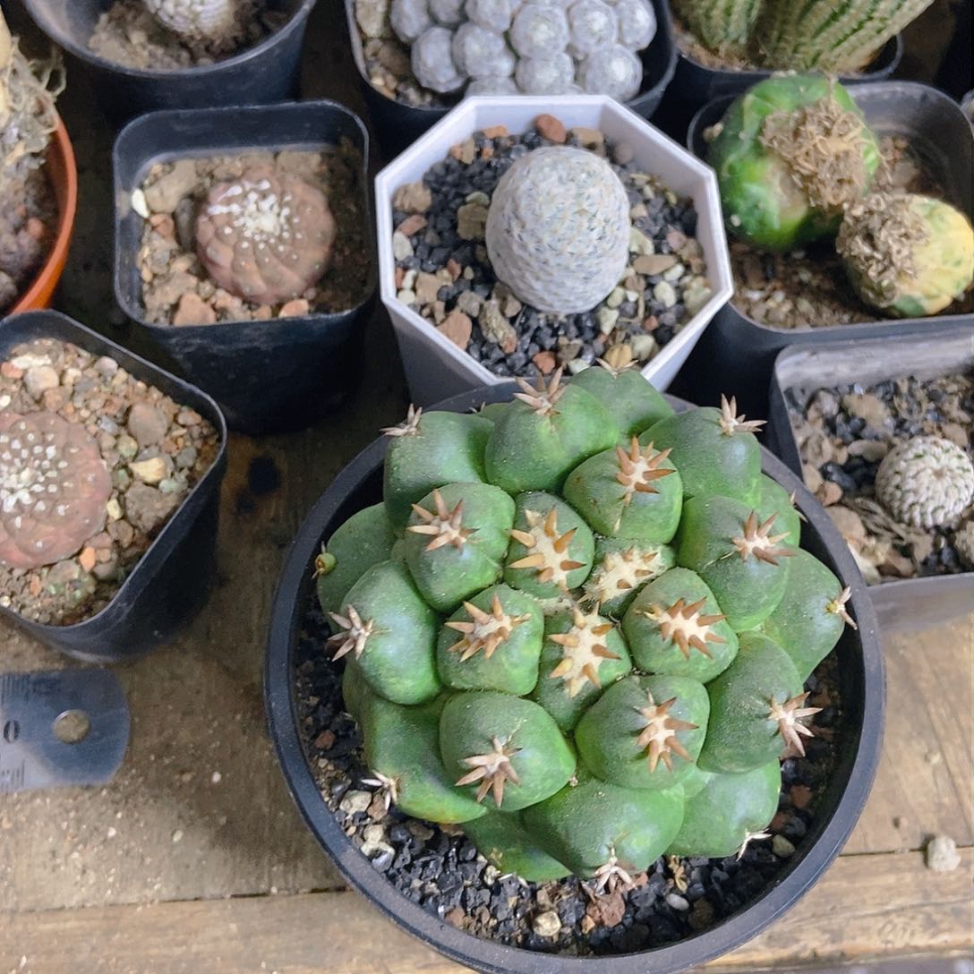 短豪刺一个一物一拍