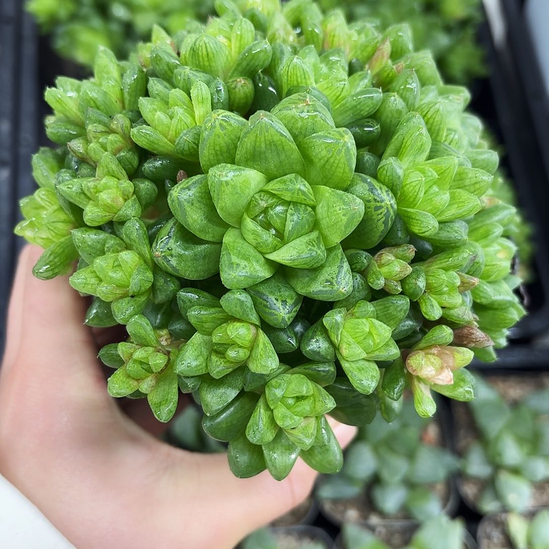 草水晶玉露大群生多肉植物