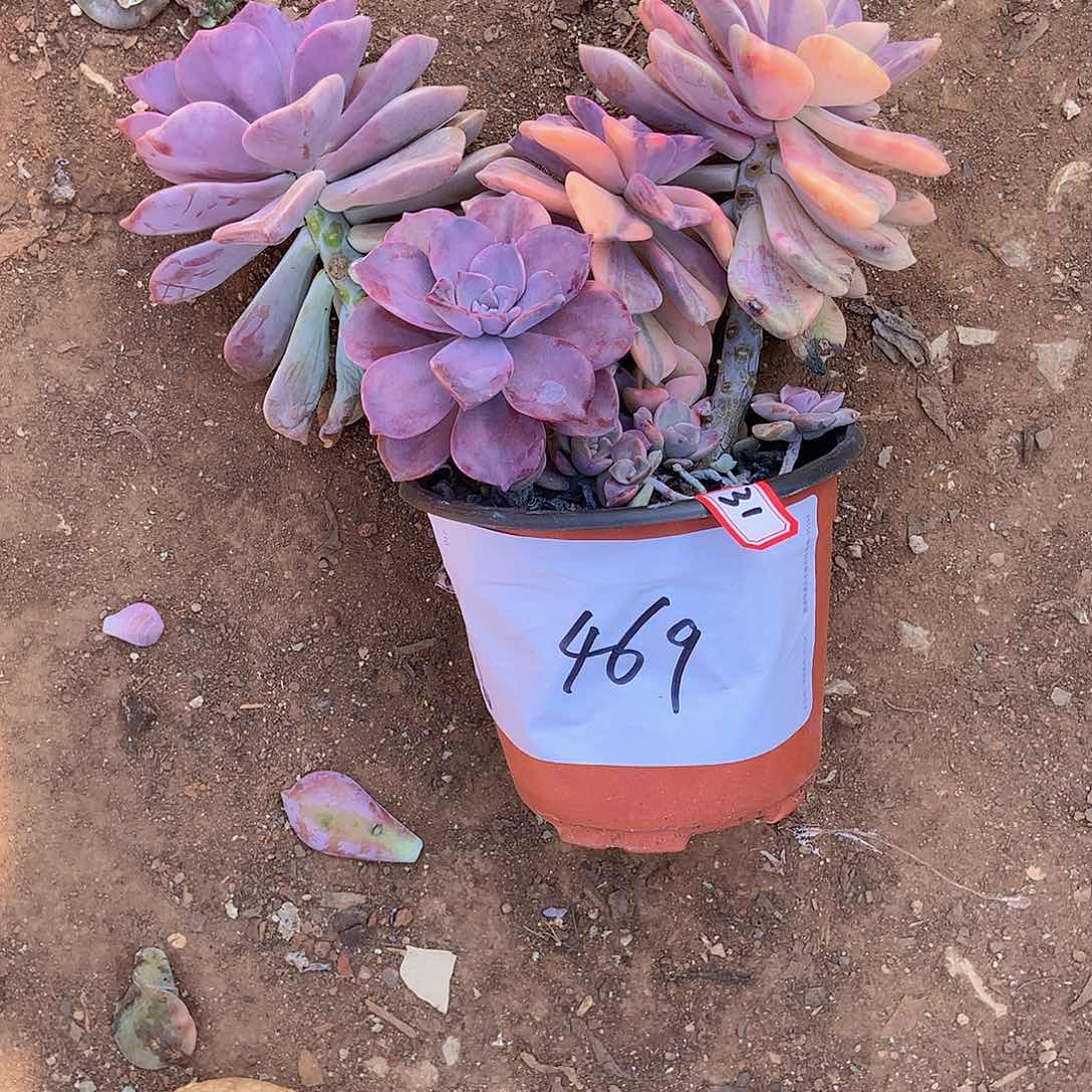 暖**心老三多肉一物一拍家里31紫乐锦