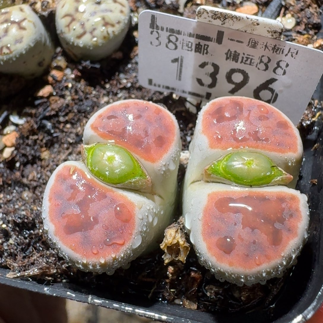 高品质屁屁清清清1396