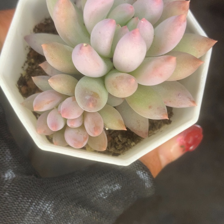 所罗门双。（满9.99包邮不满9.99发叶子）