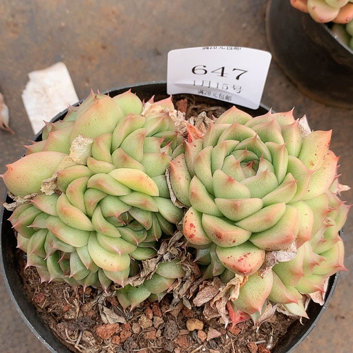 【闪购商品】云647