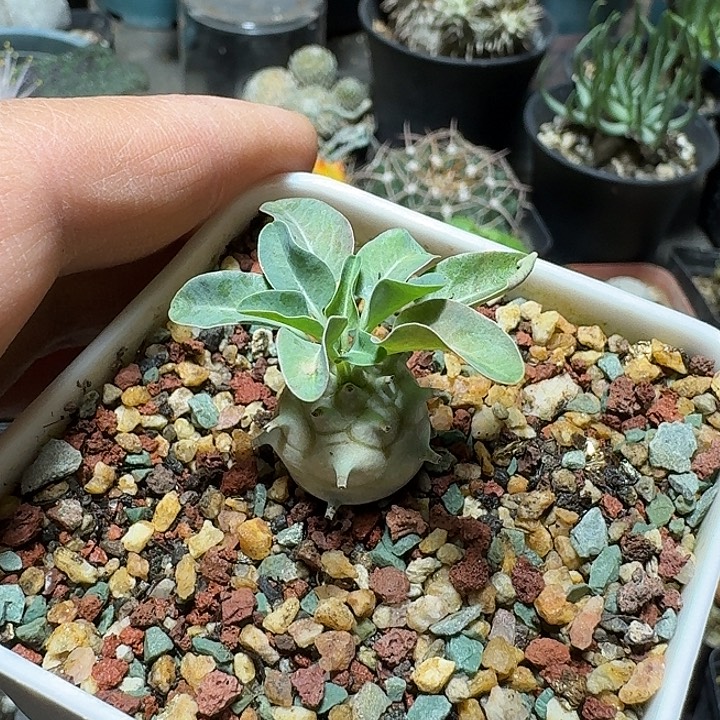 949羊玉大戟带盆发货