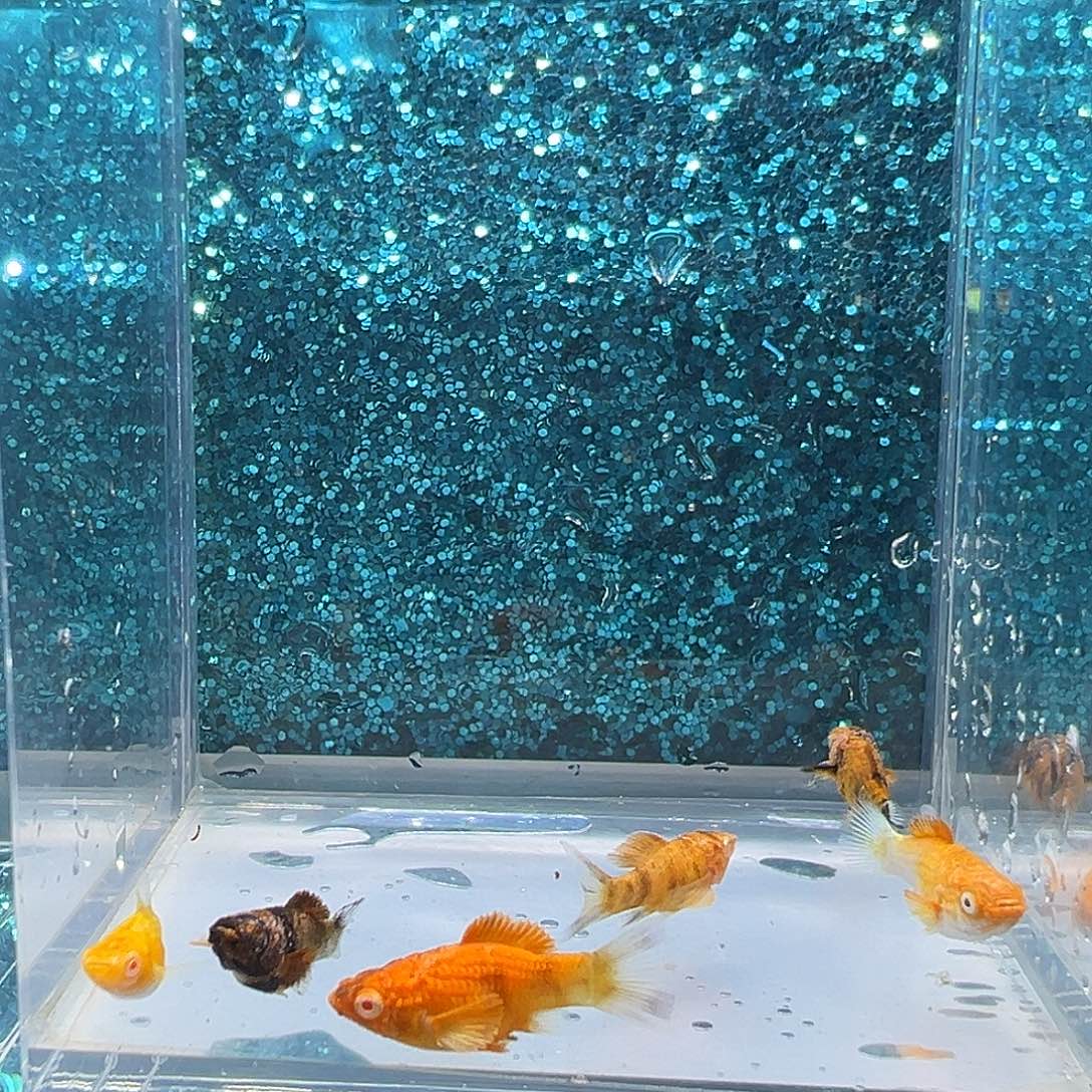 孔雀鱼苗子混搭6条00034