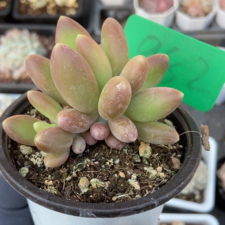 982芒果美人多肉植物