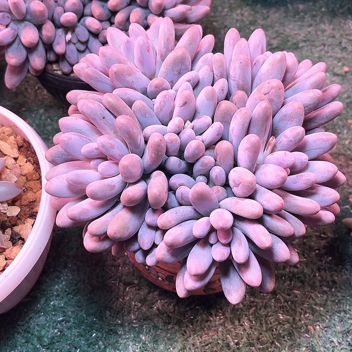 汤圆13号码牌子的话题