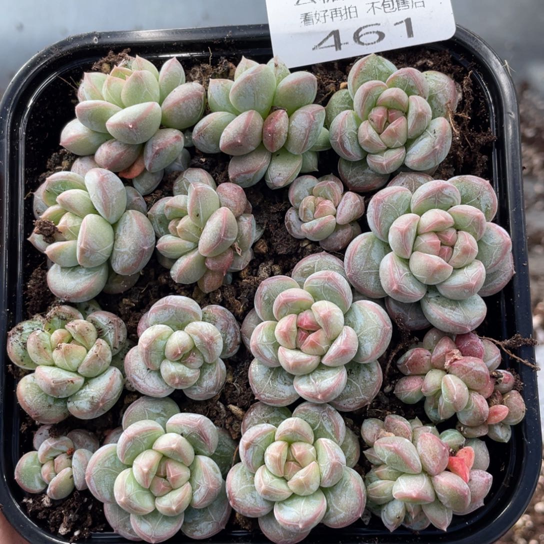 云糖心多肉植物461