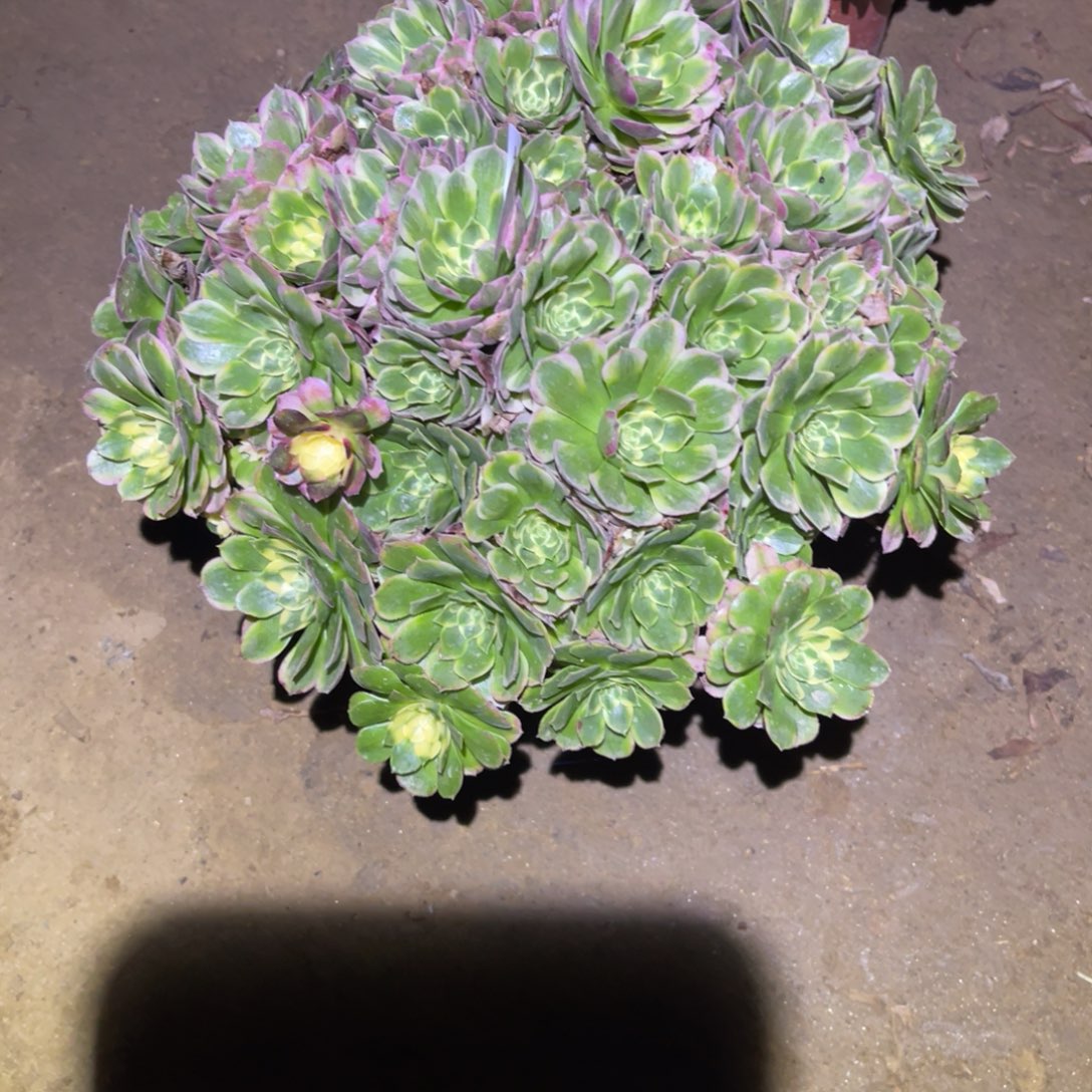 12-5-71海王绣球法师锦