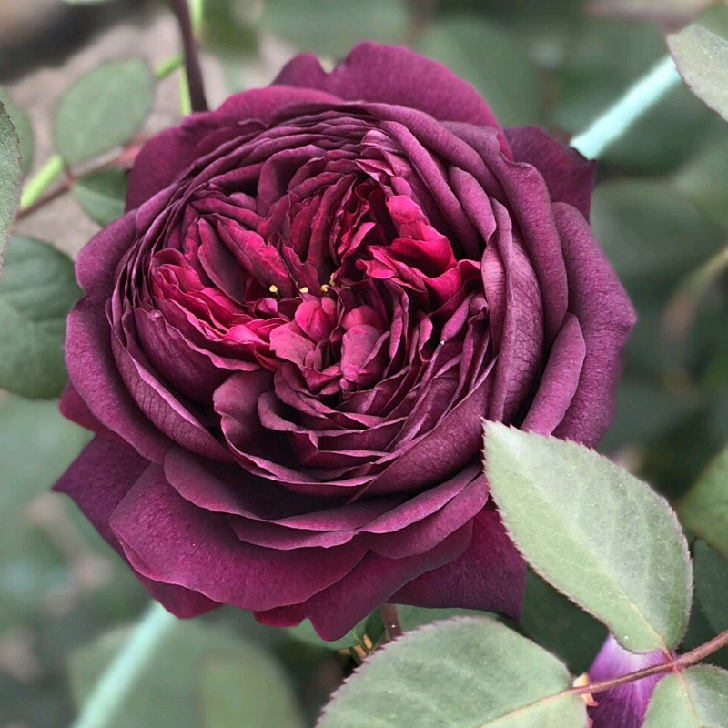 小院家 皇宫 月季苗 日本浓香大花 抗病耐热耐寒勤花多季灌木