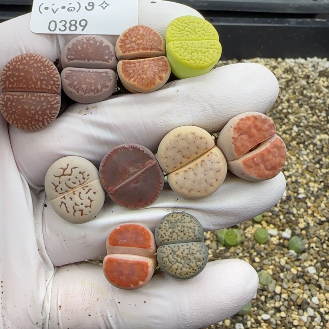 毛***病0389。默认脱土。18包邮。偏远88包邮