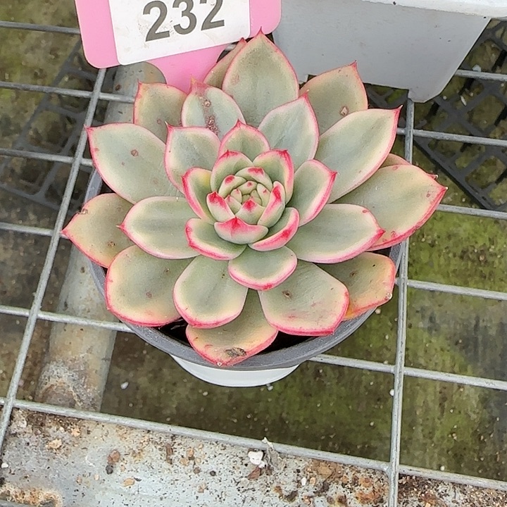 胖***丫232 珠碧锦多肉植物6-9cm