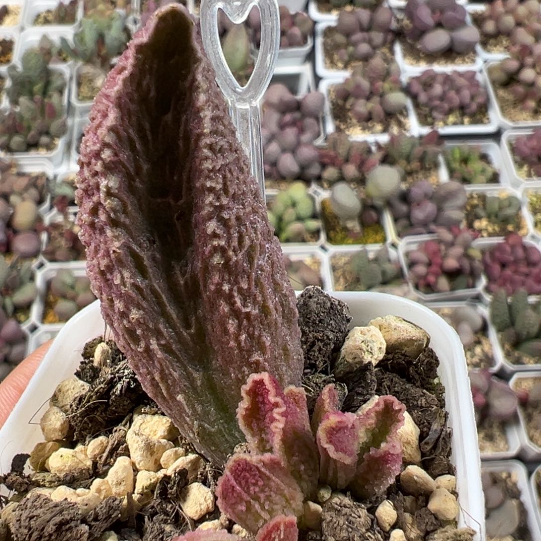 超大母叶古灵阁大苗多肉植物水泡