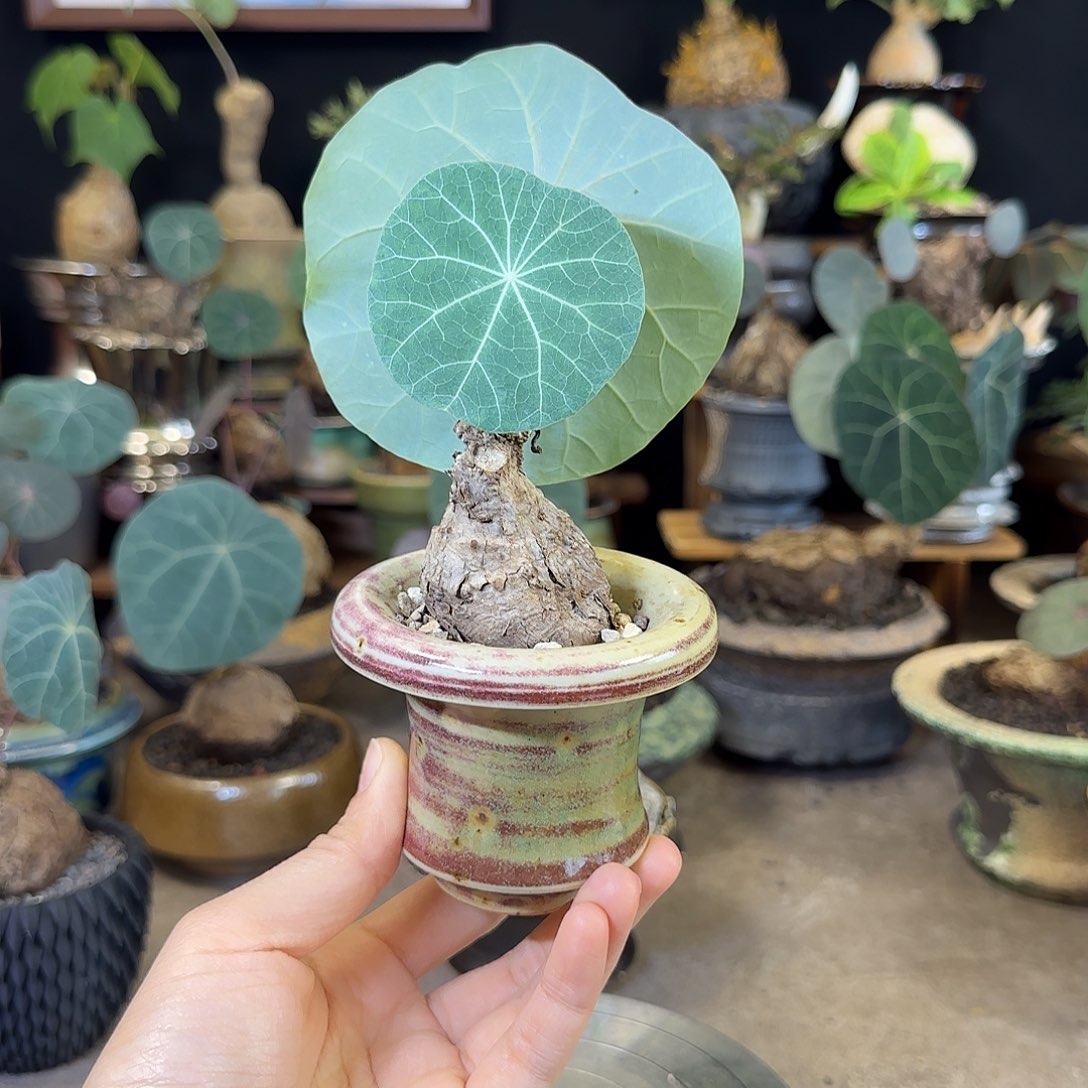 一物一拍老家一叶龟02