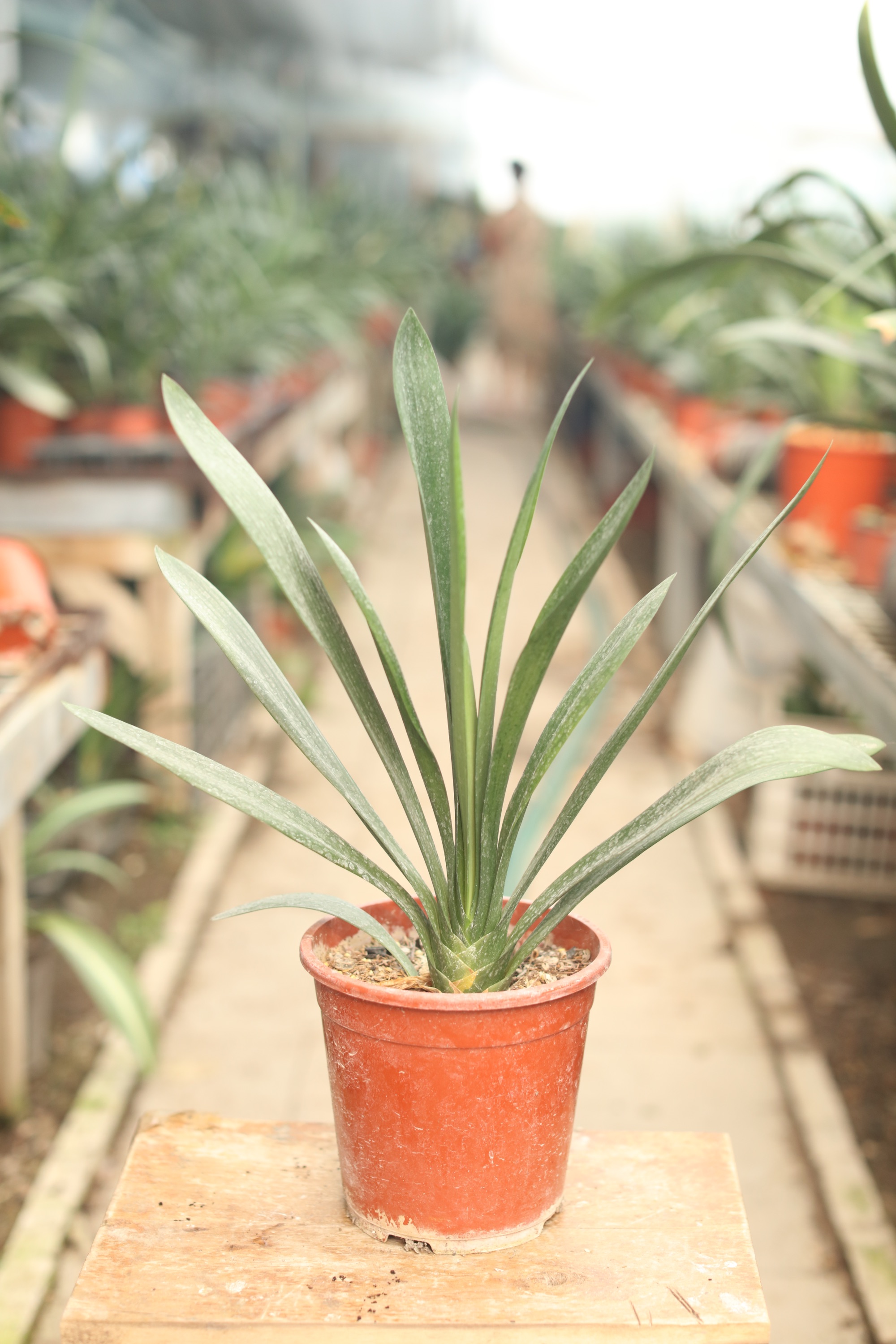 黄花蝶瓣君子 君子兰室内桌面盆栽植物花卉可净化空气