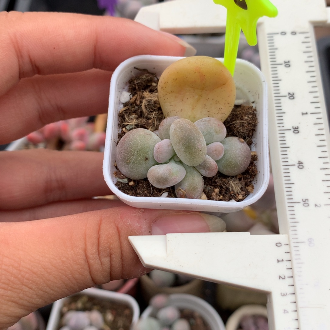 韩国黄油油煎叶插苗