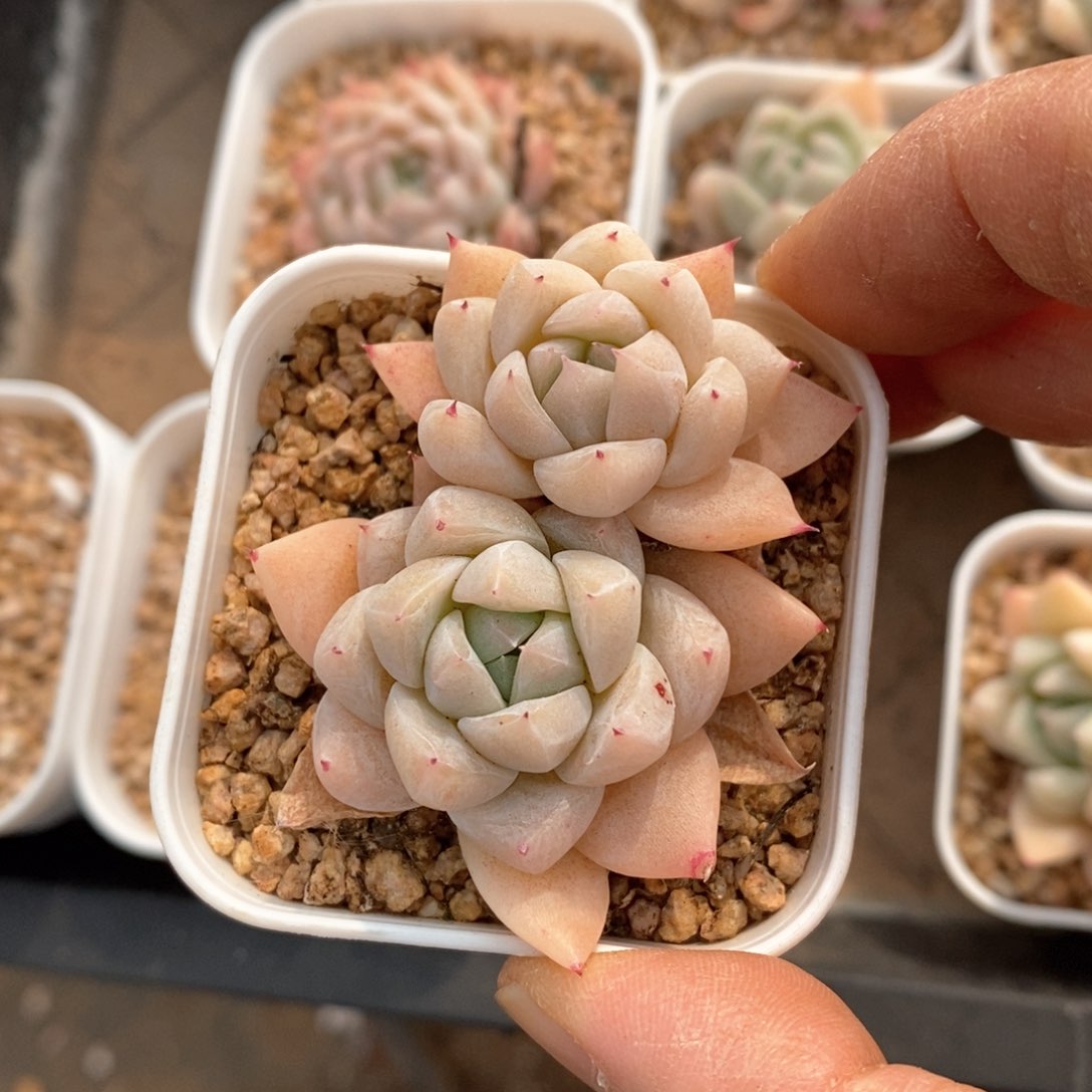 精品多肉一物一拍不包整636