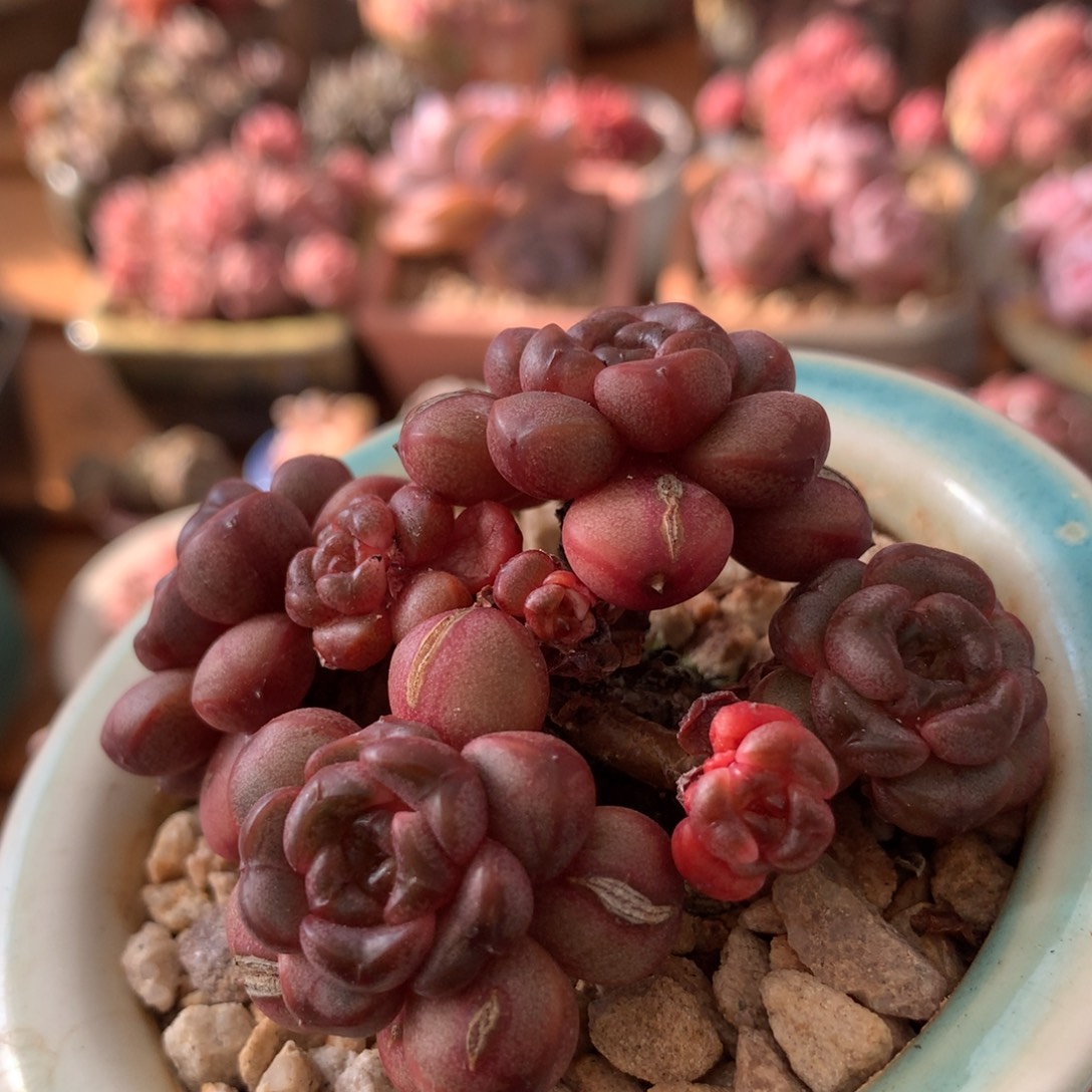 葡萄一物一拍 010