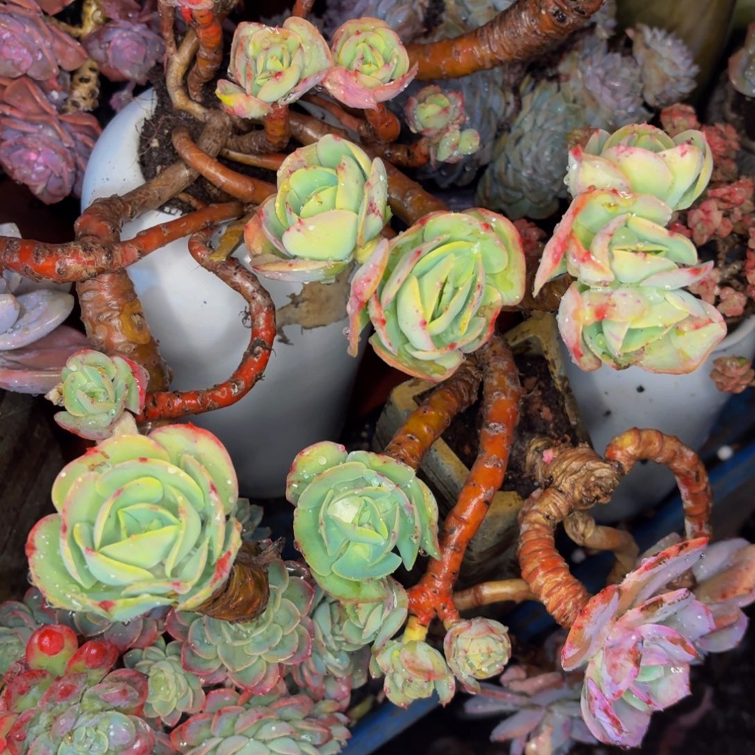 光***狂老桩精品肉肉碧桃