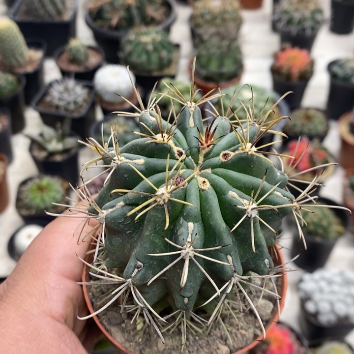 实生黑罗莎特价福利