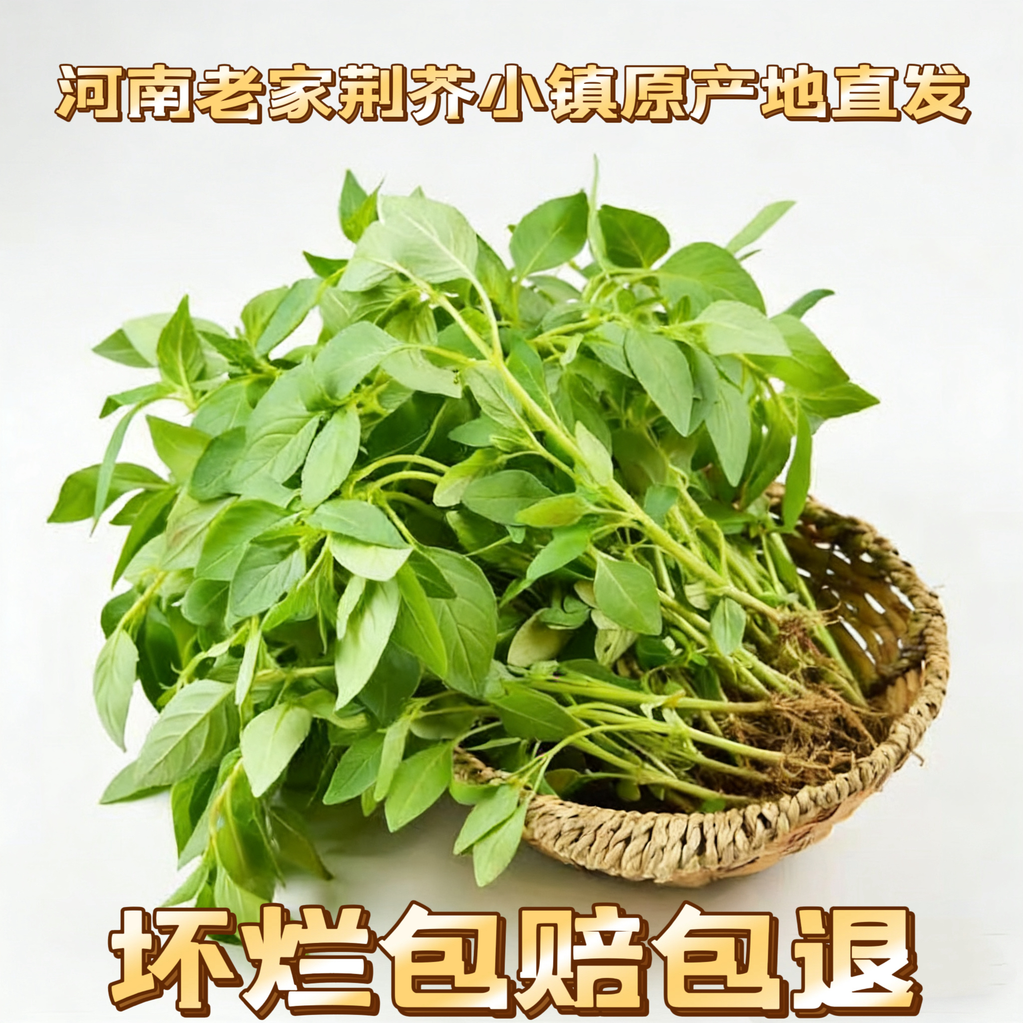 河南老家特产调配菜荆芥小镇原产地直发自产自销新鲜大叶荆芥菜