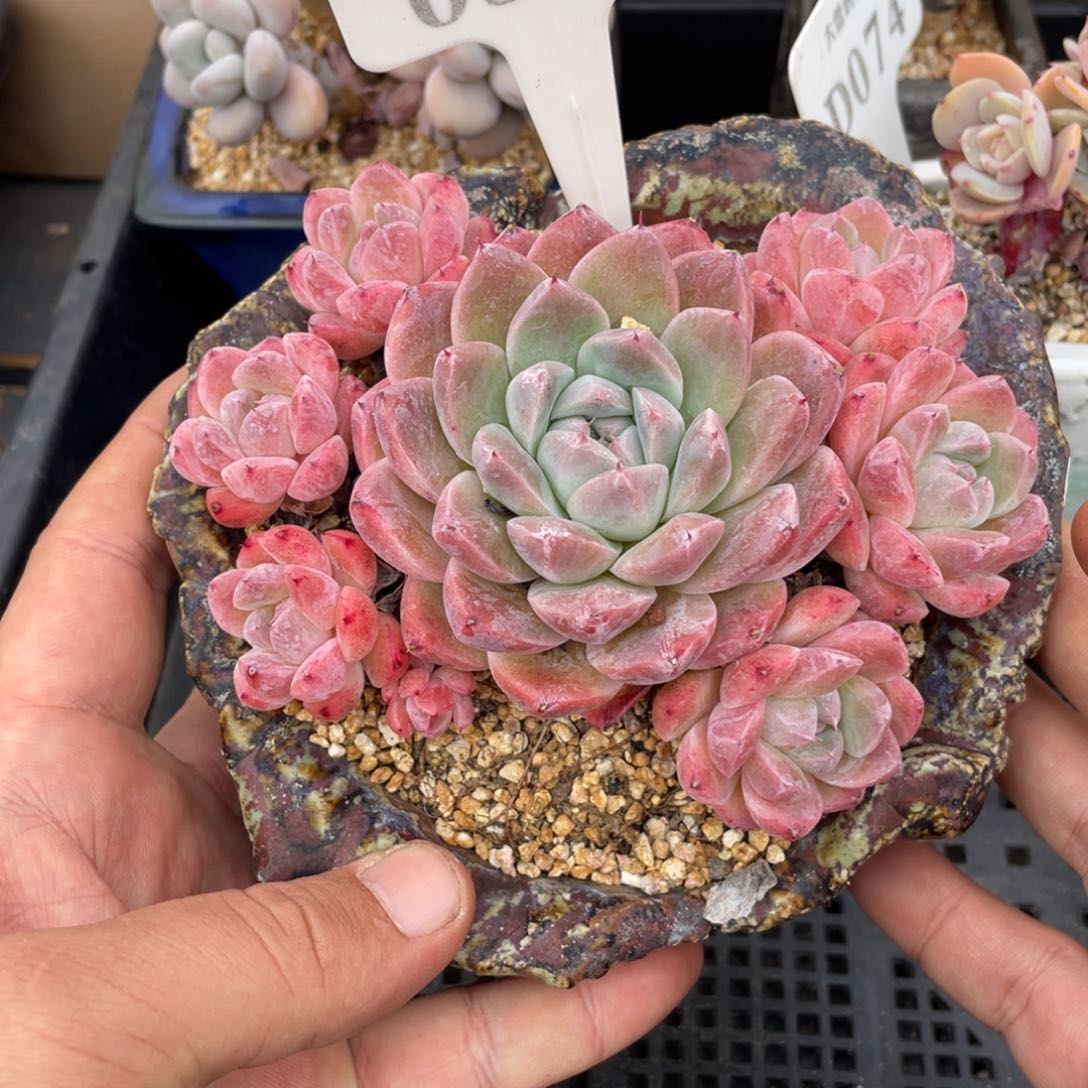 0551佳人不带盆12厘米