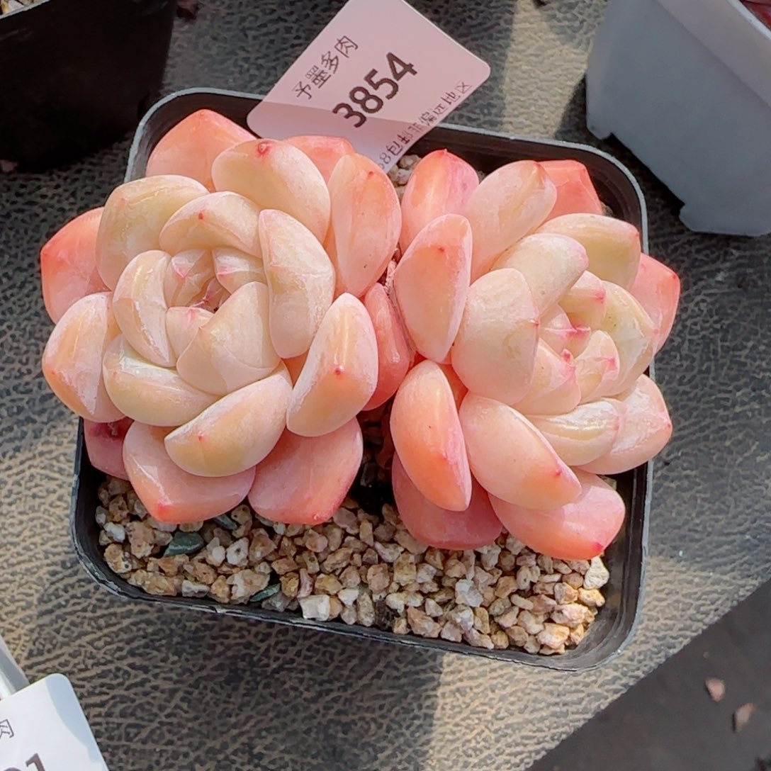 厚梦无砍，3854多肉植物